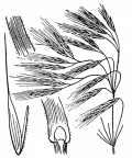 Nom original: Bromus tectorum (n°4190)