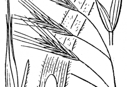 Nom original: Bromus sterilis (n°4191)