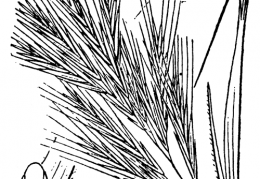Nom original: Bromus madritensis (n°4193)