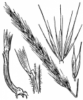 Nom original: Elymus europaeus (n°4217)