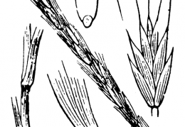 Nom original: Agropyron caninum (n°4235)