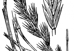 Nom original: Agropyron repens (n°4237)