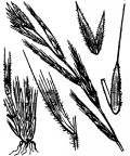 Nom original: Brachypodium sylvaticum (n°4246)