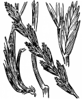 Nom original: Lolium perenne (n°4253)