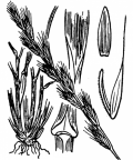 Nom original: Lolium italicum (n°4254)