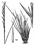 Nom original: Nardus stricta (n°4263)