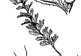 Nom original: Hymenophyllum unilaterale (n°4266)
