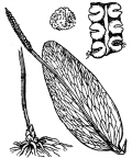Nom original: Ophioglossum vulgatum (n°4267)
