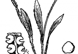 Nom original: Ophioglossum lusitanicum (n°4268)