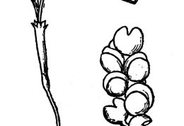 Nom original: Botrychium simplex (n°4269)