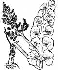 Nom original: Botrychium lunaria (n°4272)
