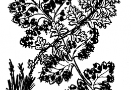 Nom original: Woodsia hyperborea (n°4277)