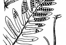 Nom original: Polypodium vulgare (n°4279)