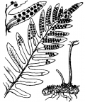 Nom original: Polypodium vulgare (n°4279)