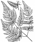 Nom original: Polypodium dryopteris (n°4281)