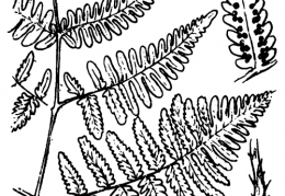 Nom original: Polypodium robertianum (n°4282)