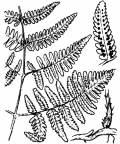 Nom original: Polypodium robertianum (n°4282)