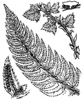 Nom original: Aspidium lonchitis (n°4283)