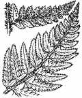 Nom original: Aspidium lobatum (n°4284)