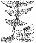 Nom original: Polystichum filix-mas (n°4289)
