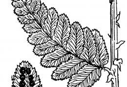 Nom original: Polystichum cristatum (n°4290)