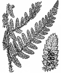 Nom original: Polystichum rigidum (n°4291)