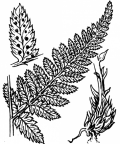 Nom original: Polystichum spinulosum (n°4292)