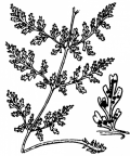 Nom original: Cystopteris alpina (n°4295)