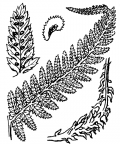 Nom original: Athyrium filix-femina (n°4298)