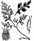 Nom original: Asplenium ruta-muraria (n°4300)