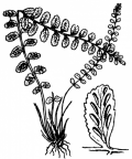 Nom original: Asplenium trichomanes (n°4307)