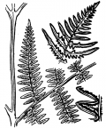 Nom original: Pteris aquilina (n°4314)