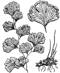 Nom original: Adiantum capillus-veneris (n°4318)