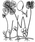 Nom original: Marsilea quadrifoliata (n°4320)