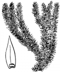 Nom original: Lycopodium selago (n°4335)