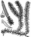 Nom original: Lycopodium annotinum (n°4337)