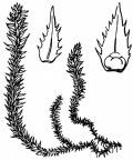 Nom original: Selaginella spinulosa (n°4341)
