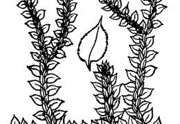 Nom original: Selaginella denticulata (n°4343)