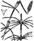 Nom original: Equisetum pratense (n°4346)