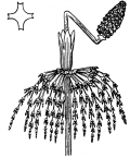 Nom original: Equisetum sylvaticum (n°4347)