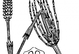 Nom original: Equisetum palustre (n°4348)