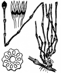 Nom original: Equisetum variegatum (n°4354)