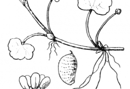 Nom original: Ranunculus lenormandii (n°2)