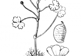 Nom original: Ranunculus ololeucos (n°4)