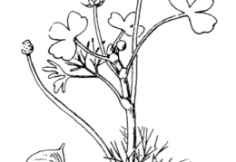 Nom original: Ranunculus baudotii (n°5)