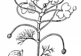 Nom original: Ranunculus aquatilis (n°6)