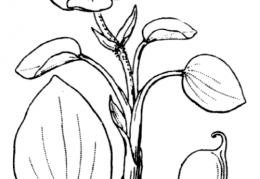 Nom original: Ranunculus parnassifolius (n°10)