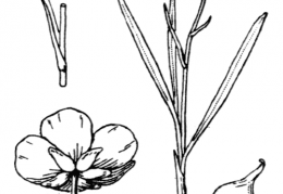 Nom original: Ranunculus pyrenaeus (n°12)