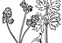 Nom original: Ranunculus rutifolius (n°14)