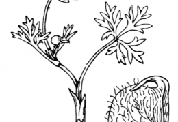 Nom original: Ranunculus seguieri (n°15)